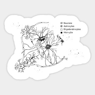 Cortical pyramidal cells Sticker